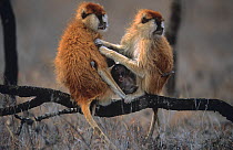 Patas monkeys  {Erythrocebus patas} adults grooming with baby, Kenya