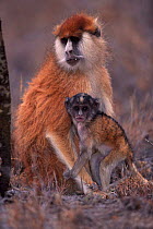 Patas monkey with young,  Kenya