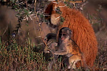 Patas monkey and young feeding on Whistling thorn acacia {Erythrocebus patas} Kenya