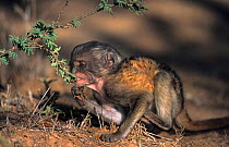 Young Patas monkey {Erythrocebus patas} feeding on Whistling thorn acacia tree, Kenya
