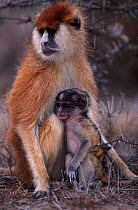 Patas monkey with young {Erythrocebus patas} Kenya