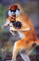 Female Patas monkey {Erythrocebus patas} stealing baby and running off with it, snarling, Kenya