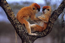 Patas monkeys {Erythrocebus patas} two fighting in tree, Kenya