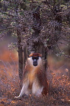 Patas monkey male sitting under Acacia tree {Erythrocebus patas}  Kenya