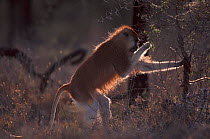 Patas monkey feeding on Whistling thorn acacia tree {Erythrocebus patas} Kenya