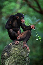 Chimpanzee chewing stick