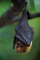 Rodriguez flying fox roosting, Native to Mauritius