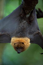 Rodriguez flying fox with wings stretched. Native to Mauritius