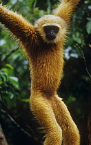 Agile gibbon {Hylobates agilis} captive, native to SE Asia, Endangered