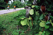 Zanzibar red colobus (Procolobus kirkii) near road with people riding by on bicycles. Jozani NP, Zanzibar, Tanzania