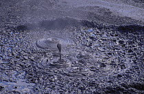 Boiling mud at Leaping Frog mudpool, Whakarewarewa Thermal reserve, Rotorua, North Island, New Zealand