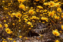 Bowsprit tortoise {Chersine angulata} amongst flowers, West Coast NP, South Africa
