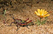 Locust beside flower (Phymateus sp) Namaqualand, South Africa