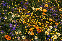Namaqualand daisies in flower, Namaqualand, South Africa