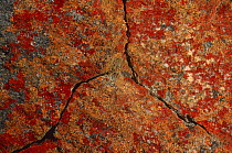 Lichen on rocks, Namaqualand, South Africa