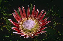 King protea flower {Protea cynaroides} Cape Town, South Africa