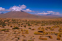Festuca plains with {Festuca orthophylla} plants Altiplano, Bolivia