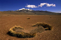 Festuca plains with {Festuca orthophylla} plants, altiplano, Bolivia
