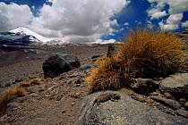 Lizard {Liolaemus sp} with Uturuncu volcano behind, Altiplano, Bolivia, elevation of 5600m