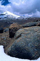 Lizard {Liolaemus sp} on rock with Uturuncu volcano behind. Altiplano, Bolivia. 5600m
