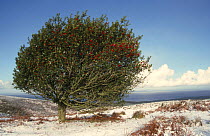 Holly bush (Ilex aquifolium) with berries in snow covered landscape, Quantocks, Somerset, UK