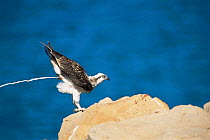 Osprey defecating {Pandion haliaetus} Qalhat, Oman