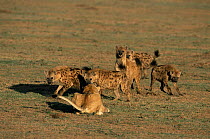 Spotted hyaenas {Crocuta crocuta} taunting lion Maasai Mara Game Reserve, Kenya, East Africa