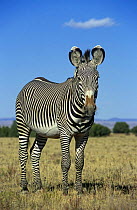 Portrait of Grevy zebra {Equus grevyi} captive, Canyon Colorado Equid Sanctuary, New Mexico, USA