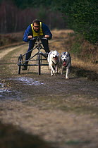 Dogs pulling racing cart, Dorset, UK