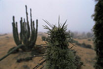 Fog condensation on cactus spines, how these plants surive in Atacama desert, Chile