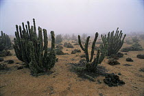 Cacti in coastal fog, how these plants survive in Atacama desert, Chile