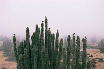 Finches on cacti in coastal fog, Atacama desert, Chile