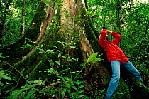 Toursit guide looking up into rainforest canopy with binoculars, Bwindi forest,