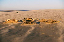 Grey seals asleep in sandstorm on beach {Halichoerus grypus}, North Lincolnshire coast, UK