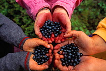 Hands holding harvested Blueberries {Vaccinium sp} Sweden. Model released.