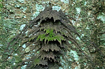 Termite {Isoptera} nest architecture on bark, Central African Republic