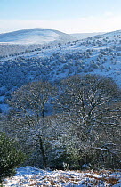 Winter woodland landscape with Oak, Hawthorn & Holly. Quantocks, Somerset, England