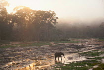 African elephant at Dzanga bai (forest clearing) mineral lick in early morning, Central African Republic