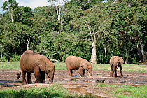 African elephants dig for minerals at Dzanga bai forest clearing Central African Republic {Loxidonta africana}
