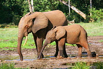 African elephants at Dzanga bai (forest clearing) mineral lick  Central African Republic