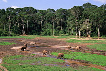 African elephants at Dzanga bai (forest clearing) mineral lick  Central African Republic