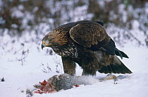 Golden eagle on Mountain hare kill. {Aquila chrysaetos}  Cairngorms NNR, Scotland, UK