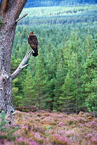 Golden eagle perched in tree {Aquila chrysaetos}  Scotland, UK