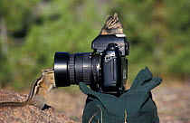 Least chipmunks investigate camera {Eutamias minimus} Yellowstone NP, WY, USA