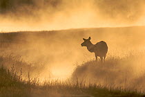 RF- Elk / Red deer (Cervus elaphus) female in mist at dawn.  Yellowstone National Park, Wyoming, USA. (This image may be licensed either as rights managed or royalty free.)