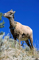 Bighorn sheep fitted with radio tracking collar {Ovis canadensis} Yellowstone NP, WY,USA