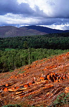 Clear felling timber landscape, Inshriach, Strathspey, Scotland, UK