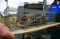 European river otter (Lutra lutra) caught in mink trap at fish farm, Scotland, UK
