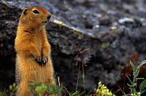 Parry's ground squirrel {Spermophilus parryii} standing on hind legs, Yukon, Canada