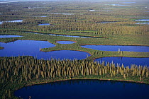 Aerial view of Taiga forest and wetlands, Mackenzie river delta, Inuvik, Yukon, Canada